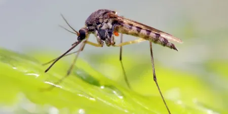 Mosquito on a leaf