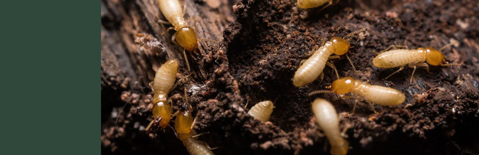 Termites on wood