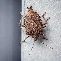 stink-bug