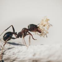 odorous-ant