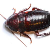 cockroach-in-home