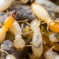 service-image-termite-swarm