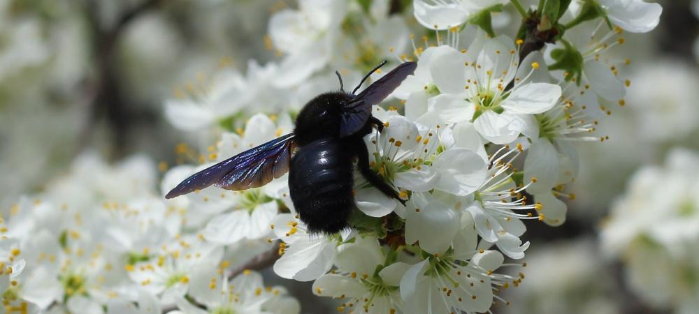 carpenter bee