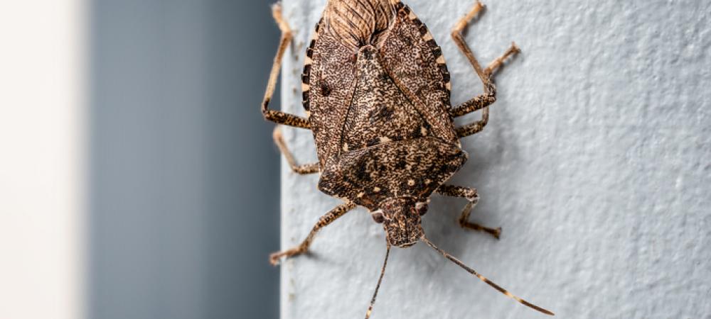 stink-bug
