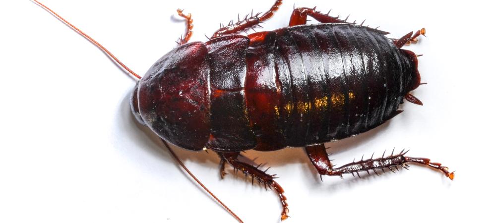cockroach-in-home