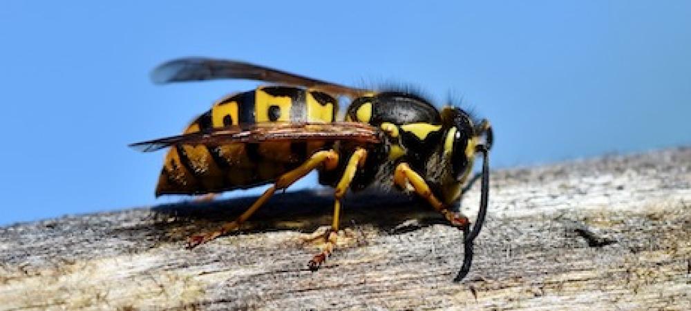 yellow-jacket