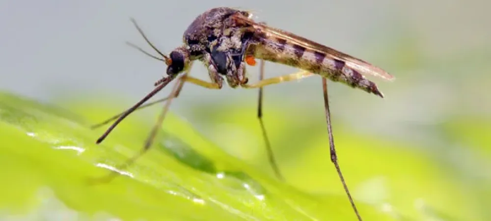 Mosquito on a leaf