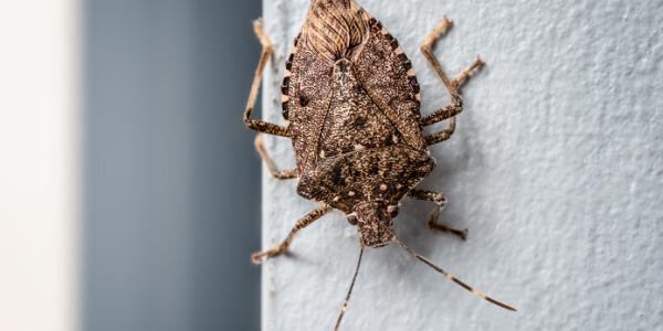 stink-bug