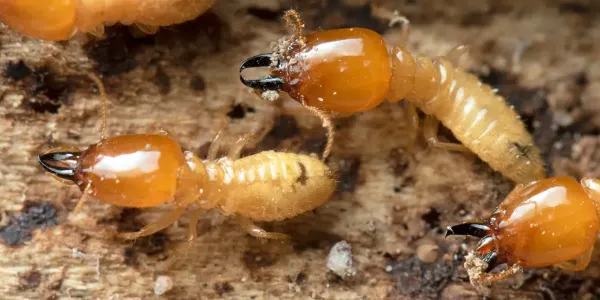 Termites close up
