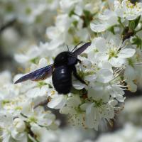carpenter bee