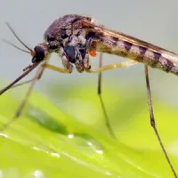 Mosquito on a leaf