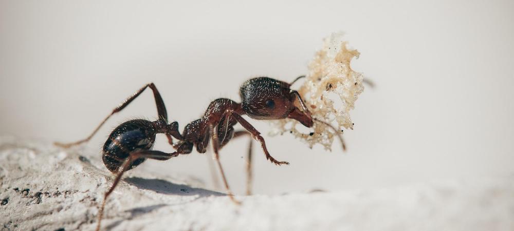 odorous-ant
