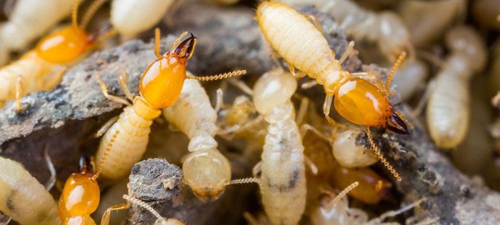 service-image-termite-swarm