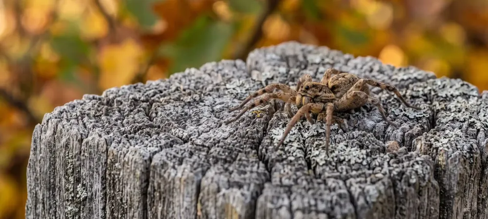spider on a post