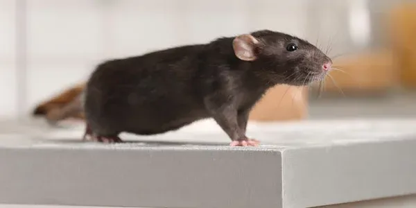 Mouse in kitchen