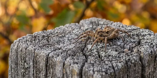spider on a post